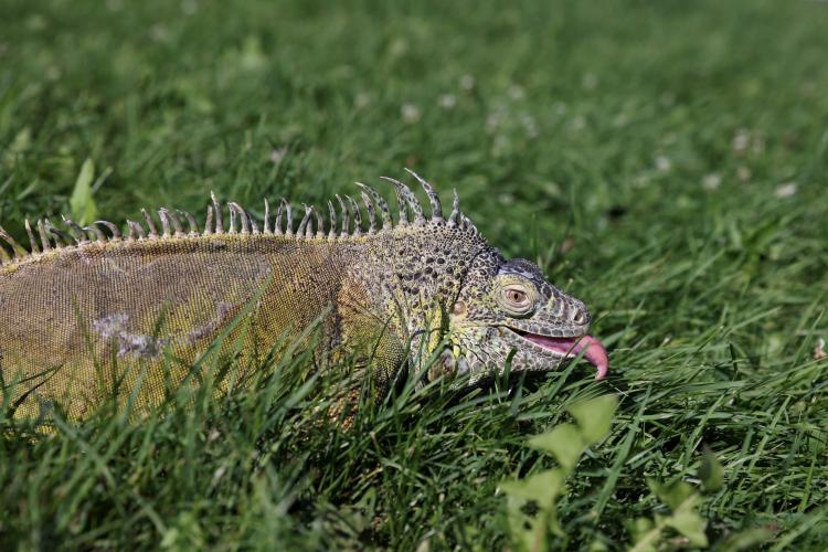 iguana-gorizont.jpg