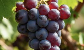 IMG_0961.jpeg