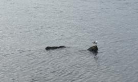 IMG_2225.jpeg