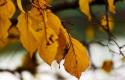 thumb_575321_news_xxxl (1).jpeg